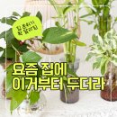 집꾸미는사람