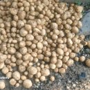 청계리농장 이미지