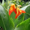 칸나(Canna)