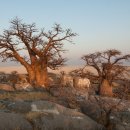 바오밥나무 이미지