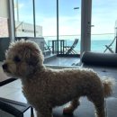 아야진해변 | 강원도 애견동반 숙소 비놀리안 펜션 후기, 고성 아야진해변 바로 앞 전객실 오션뷰