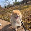 포롱도그 이미지