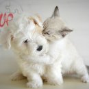 현대 강아지＆고양이 이미지