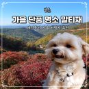 우천축산 | 가을 단풍이 예쁜 충북 보은 말티재 애견동반 여행 가볼만한곳 유래 꼬부랑길 고개 전망대 입장료 주차장