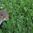 다람쥐몰 이미지