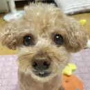 댕로하 이미지