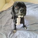 빠박이 애견미용 이미지