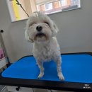 비비그루밍 | 대구동구애견미용 비비펫그루밍 말티즈 얼굴미용 비포/에프터
