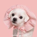 블루멍 펫 테라피 이미지