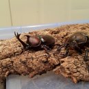 채연농장 이미지