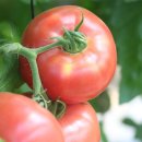 애농마트 | 🍅 강원도 영월의 자연을 담은 한입!동강애농부마켓 제철 토마토 & 대추방울토마토 솔직 후기