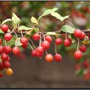 보리수칼국수 이미지