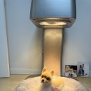 주식회사 대화의료기기 | 14살 우리 포메 국내최초 워터블록 반려동물 전용 의료기기 비비레이 케어해요