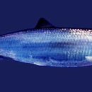 청어람로 이미지