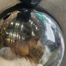 도담도담동물병원 | 성북구 하월곡동 도담도담 동물병원 고양이 예방접종 비용 주차 후기