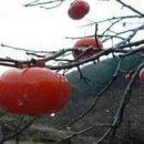 홍시한입