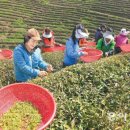 보성녹차닷컴 이미지