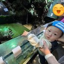 놀로 아쿠아센터 | 광교 아쿠아플라넷 아기랑 방문 후기, 할인 정보 주차 꿀팁