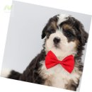 미나애견 이미지