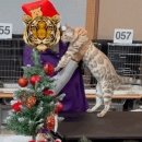 빙글뱅글캐터리 이미지