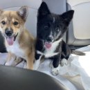 다루동물병원 이미지