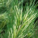 남송농원 이미지