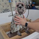 아임그루머 이미지