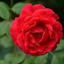 장모사랑 이미지