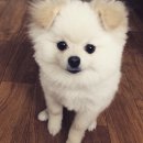 펫월드 시민공원점 앞(새싹로 76) | 부산애견미용 2번째 미용 부산시민공원 앞 펫월드