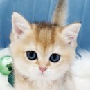 도그앤 도그 이미지