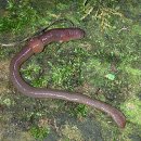 지렁이의 생리생태, Earthworms 이미지