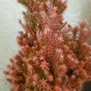 스타문