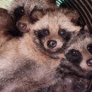 경기도 야생동물 구조관리센터 이미지