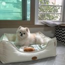 소다펫 | 커버와 솜 분리로 깨끗하게 사용할 수 있는 펫테일 퐁슈 강아지 방석 추천