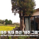 파도펜션 | 제주오션뷰펜션 '제주 그믐' 유채꽃밭과 파도 소리가 반겨주는 서귀포독채펜션 찐 후기