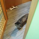 유니포리 이미지