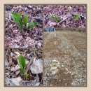 촌부의 단상-첫 봄소식 전하는 산마늘(명이나물) 새싹... 이미지