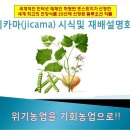 삼채와 혼작, 고소득의 맛있는 슈퍼 다이어트 작물 히카마 재배 설명회 이미지