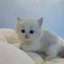 천안고양이 분양 냥블리 | 천안고양이분양 퍼스트캣 본점, 믿고 찾는 홍성고양이분양 전문샵