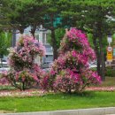 의정부 시내에 장식 된 사피니아 꽃 이미지