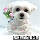 단비네펫살롱 이미지