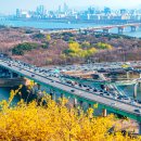 개나리공원3 Daum카페