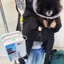 우리들치과병원 | 티모 드디어 치과가다.. (오복치과동물병원 내돈멍산 수술후기)