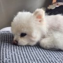 어니스트 동물병원 | 아몽의 쉽지 않은 주말 (1/2) 강아지 동물병원 종합검진 후기 #어니스트동물병원