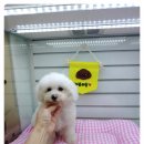 핑코애견 이미지