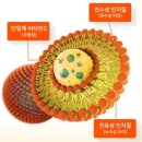 리포좀 멜팅비타민C 추천 높은체내흡수율 피타니 리포멜팅 비타민C500%