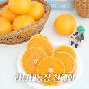 라니네농장 | 제주 천혜향 직거래 가능한 라니네농장 택배 받은 후기
