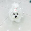 서초동물병원 이미지