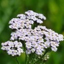 11월 26일 오늘의 탄생화는 서양톱풀(Yarrow) 이미지