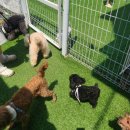 다본안경(오산점) | 동탄 애견카페 리앤드딩🐶 오산에서 20분, 강아지 5마리 다견가정 솔직후기